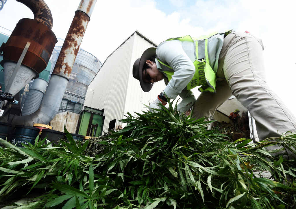 SORTING THE WEED: Police burn off marijuana plants siezed in a week long operation. SORTING THE WEED: Police burn off marijuana plants siezed in a week long operation.