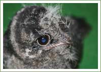 White throated nightjar White throated nightjar