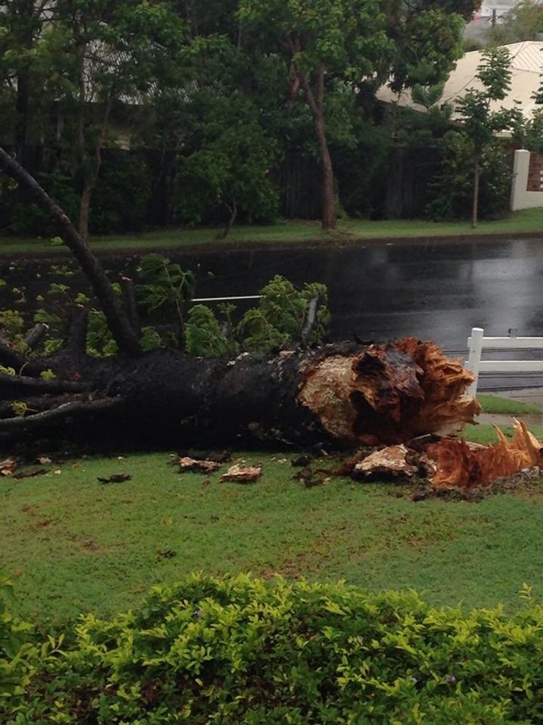 A pine tree crashed down in Kent St, Gladstone out the front of The Pines apartment complex. Photo: Liam Kearney. A pine tree crashed down in Kent St, Gladstone out the front of The Pines apartment complex. Photo: Liam Kearney.