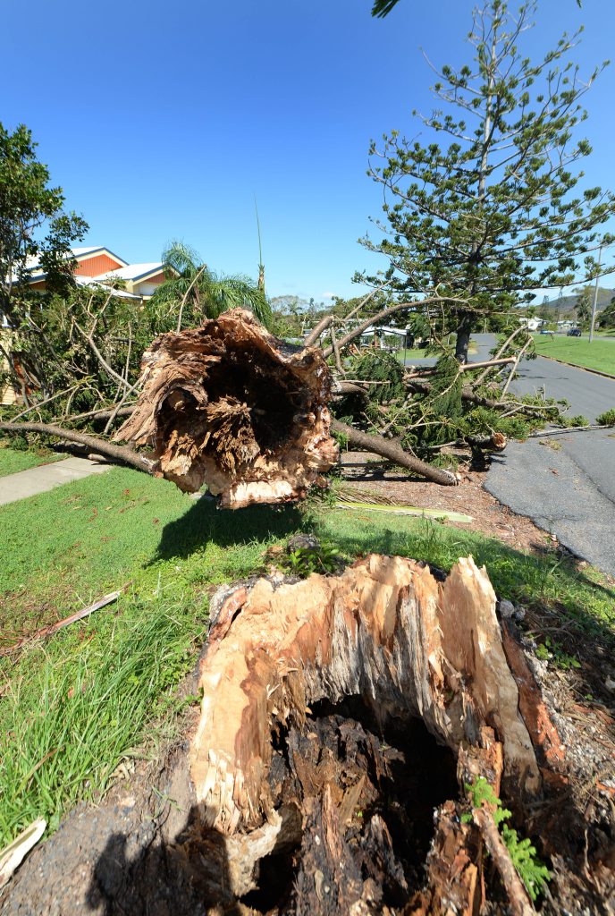 A large Norfolk Pine was sheared off at the base in Yeppoon during Cyclone Marcia narrowly missing nearby buildings. A large Norfolk Pine was sheared off at the base in Yeppoon during Cyclone Marcia narrowly missing nearby buildings.