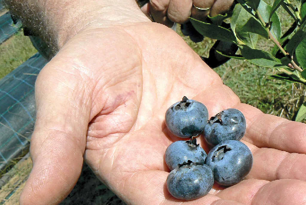 BERRY GOOD: Blueberries grown locally are your best bet. BERRY GOOD: Blueberries grown locally are your best bet.