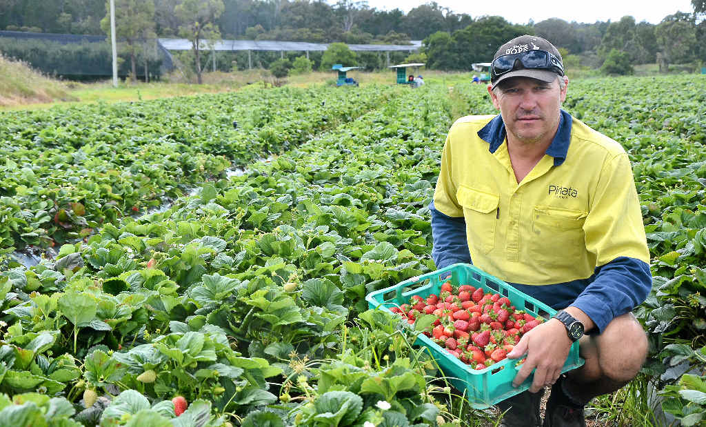 HOPEFUL: Pinata’s Stanthorpe farm manager Sean Riley has his fingers and toes crossed the season holds firm until May. HOPEFUL: Pinata’s Stanthorpe farm manager Sean Riley has his fingers and toes crossed the season holds firm until May.
