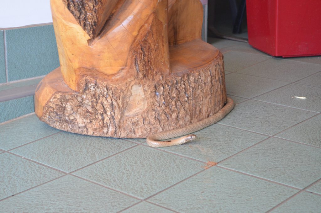 A Western Brown Snake was spotted at Indigenous Community Links in Charleville. Photo Ali Kuchel / Western Times A Western Brown Snake was spotted at Indigenous Community Links in Charleville. Photo Ali Kuchel / Western Times