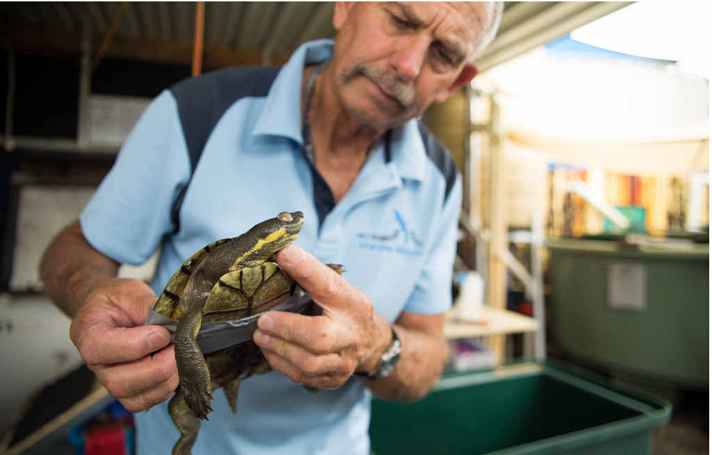 POOR PATIENT: A sick turtle, one of many taken from Bellinger River, is examined by senior curator Greg Pickering at Dolphin Marine Magic. POOR PATIENT: A sick turtle, one of many taken from Bellinger River, is examined by senior curator Greg Pickering at Dolphin Marine Magic.