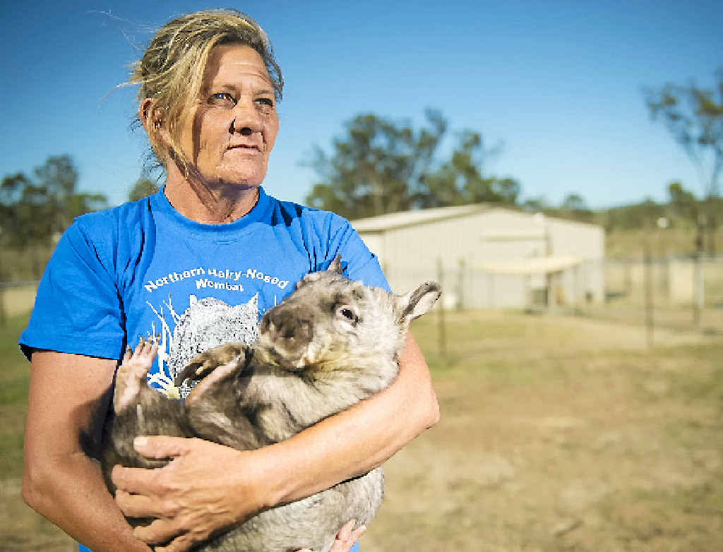 SURVIVAL OF THE FURRIEST: Safe Haven Australian Animal Care and Education founder Tina Janssen was relieved they still had all 20 wombats after Cyclone Marcia made its way through Mount Larcom. SURVIVAL OF THE FURRIEST: Safe Haven Australian Animal Care and Education founder Tina Janssen was relieved they still had all 20 wombats after Cyclone Marcia made its way through Mount Larcom.