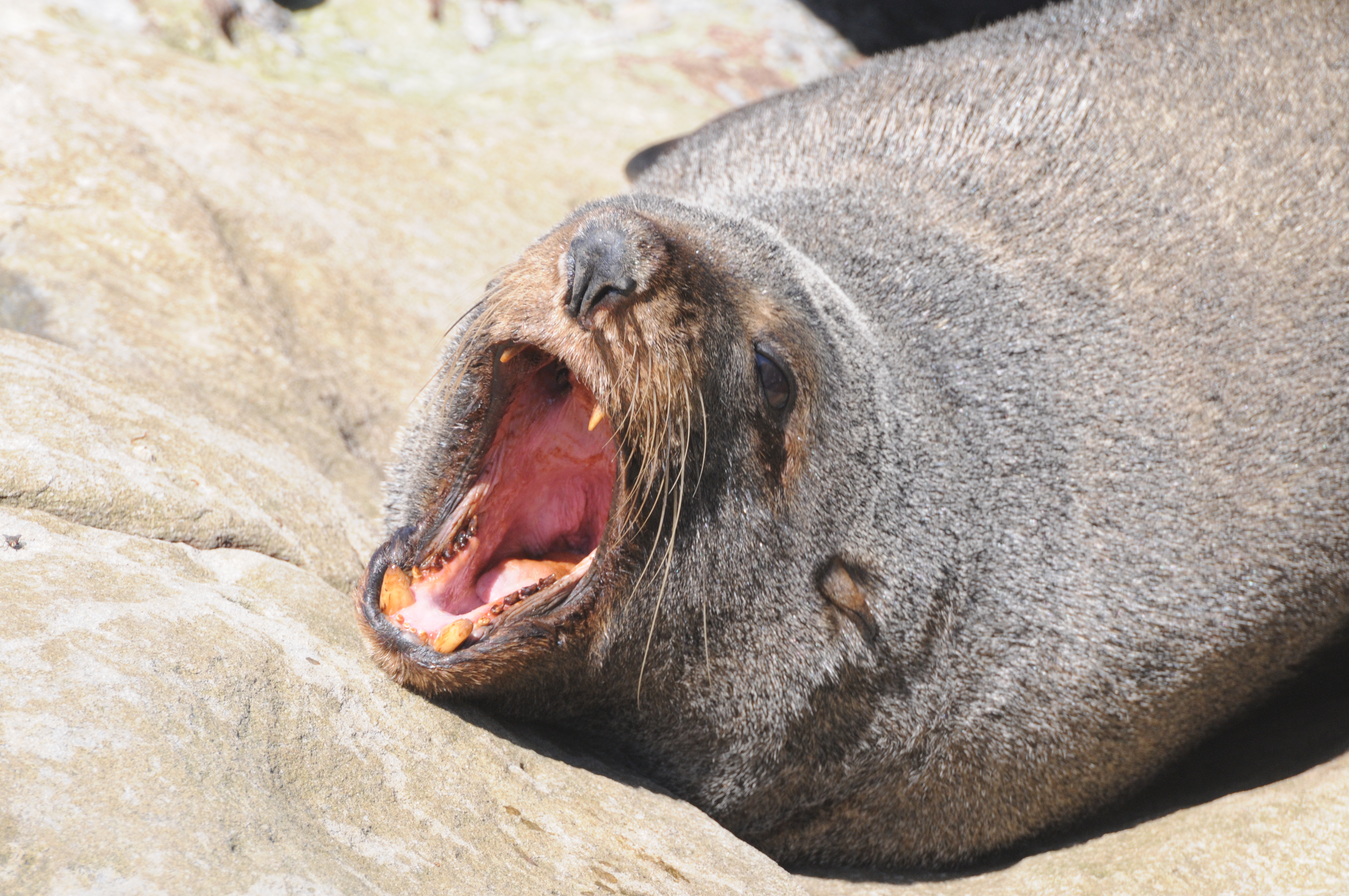 Toothy seal a good reminder not to approach any seal or marine mammal. Seals move very quickly on land and can become aggressive. Photo Geoff Ross Toothy seal a good reminder not to approach any seal or marine mammal. Seals move very quickly on land and can become aggressive. Photo Geoff Ross