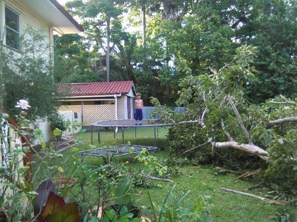 Connor Coulton, 6, got off the trampoline just in time before a massive fig tree came crashing down. Connor Coulton, 6, got off the trampoline just in time before a massive fig tree came crashing down.