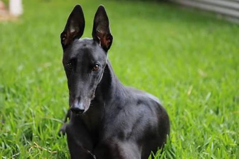 A report has made 15 recommendations for the greyhound racing industry. A report has made 15 recommendations for the greyhound racing industry.
