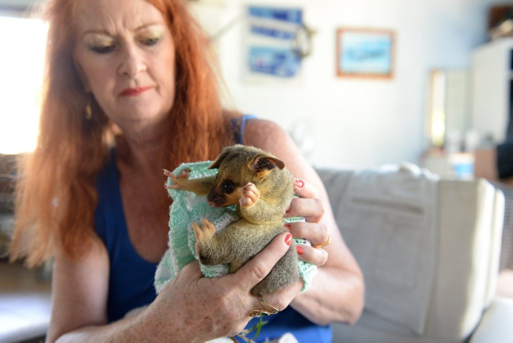 ANIMAL WELFARE: Christine Wynne with a baby possum. Photo: Mike Knott / NewsMail ANIMAL WELFARE: Christine Wynne with a baby possum. Photo: Mike Knott / NewsMail