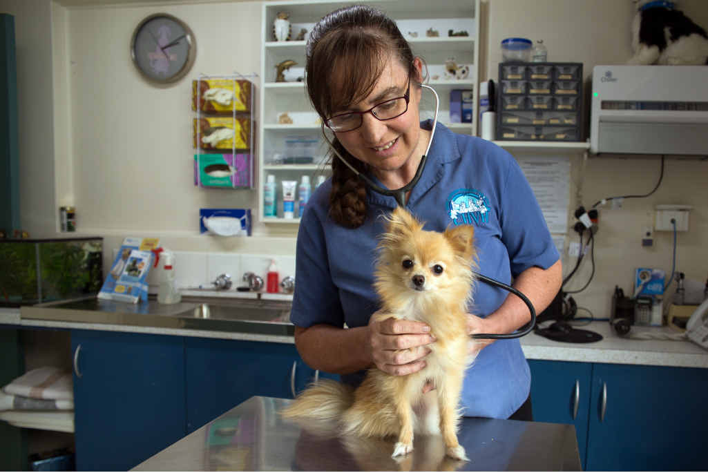 PET SAFETY: Veterinarian Vicky McClure gives pomeranian Molly the once-over. PET SAFETY: Veterinarian Vicky McClure gives pomeranian Molly the once-over.