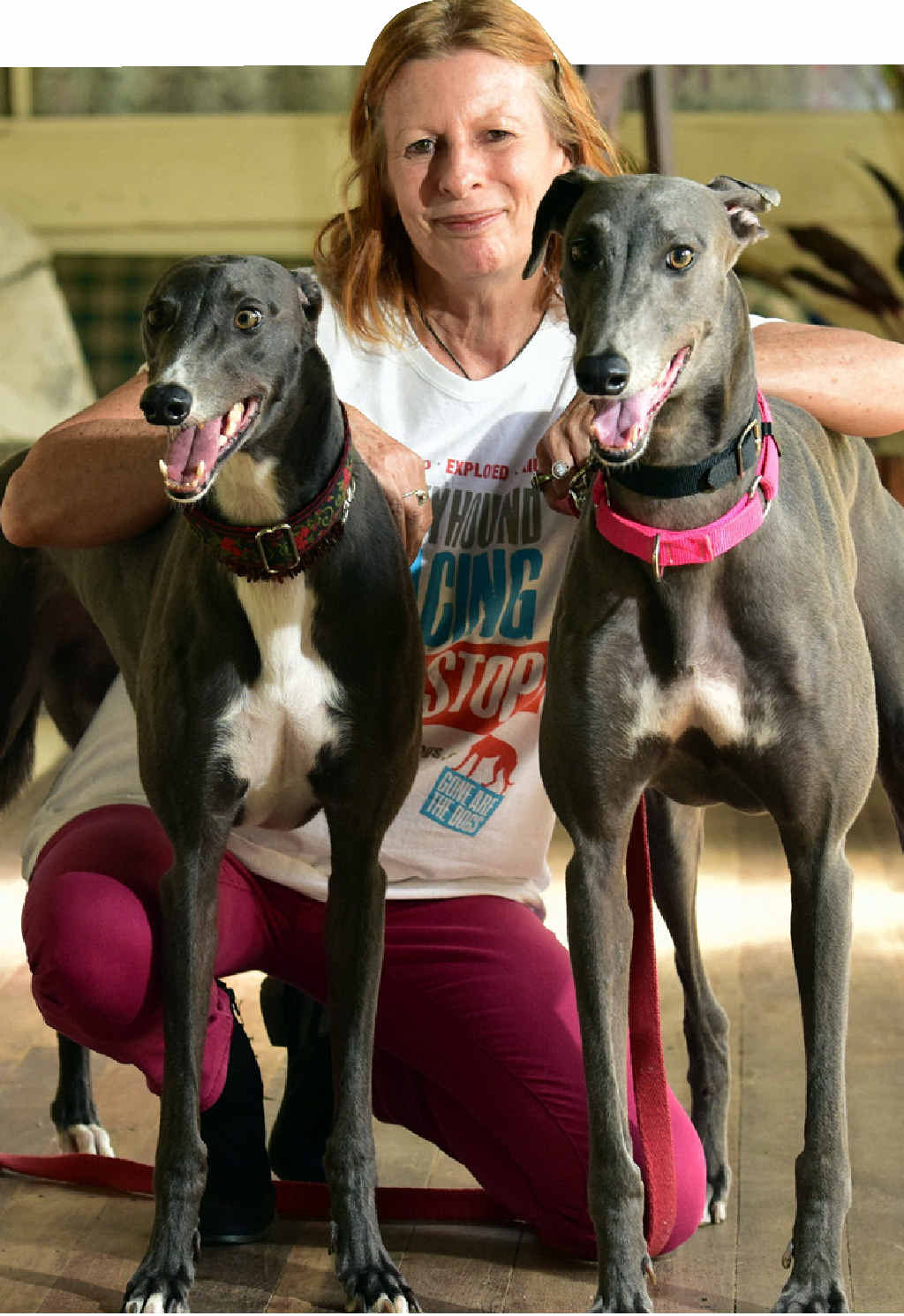 GREAT PETS: Friends of the Hound member and dog behaviour therapist Faith Wild with her greyhounds Molly (left) and Lolly. GREAT PETS: Friends of the Hound member and dog behaviour therapist Faith Wild with her greyhounds Molly (left) and Lolly.