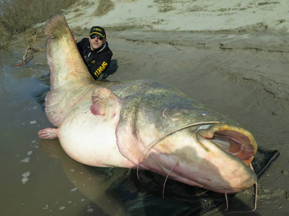 The wels catfish, which was set free, could be one of the largest ever caught The wels catfish, which was set free, could be one of the largest ever caught