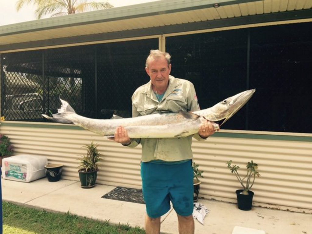 Alan Hancock with his 1.6m, 21kg barracuda he caught while fishing at the Gutters in the Sandy Strait. Alan Hancock with his 1.6m, 21kg barracuda he caught while fishing at the Gutters in the Sandy Strait.