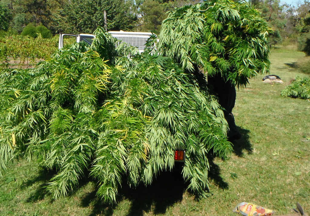 SEIZED: A drug operation at Stanthorpe has resulted in a haul of marijuana with an estimated street value of $250,000. SEIZED: A drug operation at Stanthorpe has resulted in a haul of marijuana with an estimated street value of $250,000.
