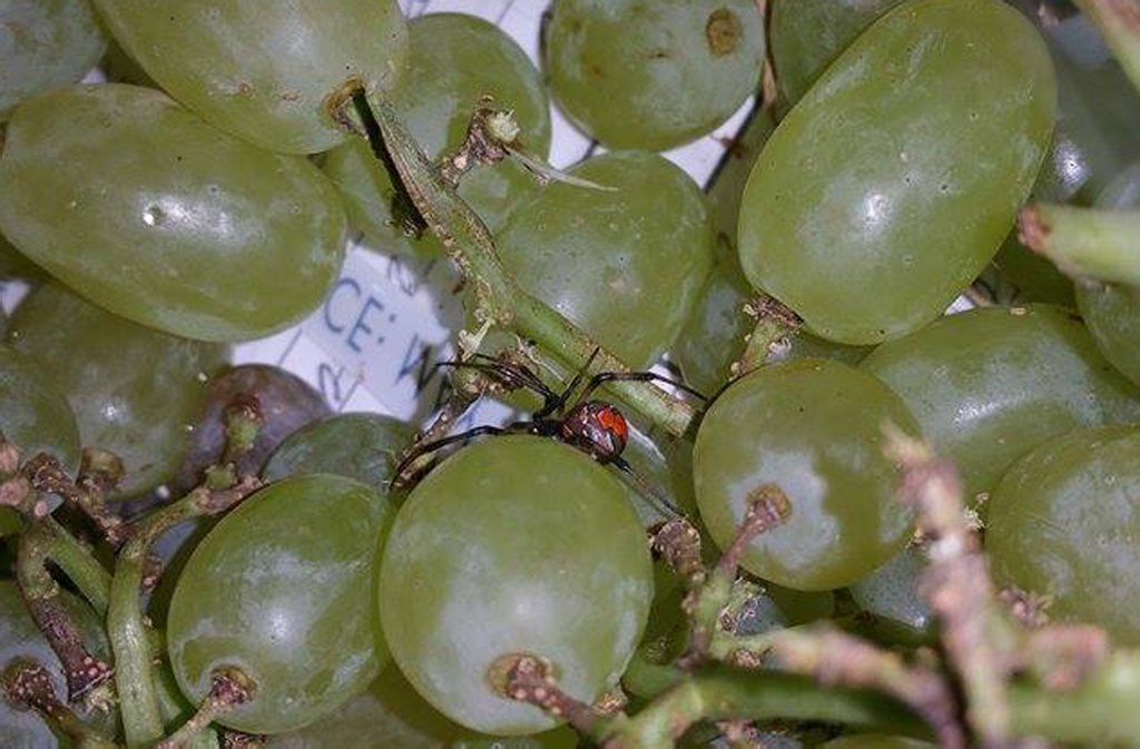 A woman found a red back spider in a bag of grapes she bought in a Rockhampton supermarket. A woman found a red back spider in a bag of grapes she bought in a Rockhampton supermarket.