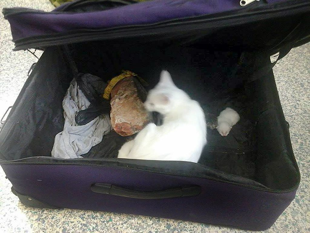 A cat and her five kittens have been found dumped in a suitcase by Eli Creek. A cat and her five kittens have been found dumped in a suitcase by Eli Creek.