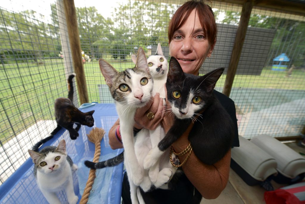SOPHISTI-CAT: Bundaberg RSPCA manager Karina Taylor is excited to promote Sophisti-Cat, with a special on this Saturday of $99 for any cat over four months. This offer includes free kitty litter nad free cat food as well. Photo: Max Fleet / NewsMail SOPHISTI-CAT: Bundaberg RSPCA manager Karina Taylor is excited to promote Sophisti-Cat, with a special on this Saturday of $99 for any cat over four months. This offer includes free kitty litter nad free cat food as well. Photo: Max Fleet / NewsMail