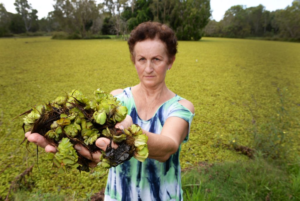 WATER WEED: Susan Krebs is upset at the growth of weed on the pond at Baldwin Swamp. Photo: Mike Knott / NewsMail WATER WEED: Susan Krebs is upset at the growth of weed on the pond at Baldwin Swamp. Photo: Mike Knott / NewsMail