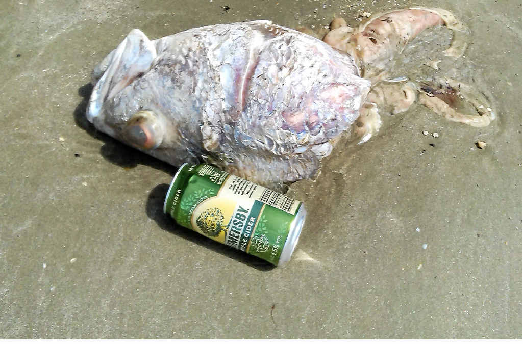 Jewfish heads were left to rot. Jewfish heads were left to rot.