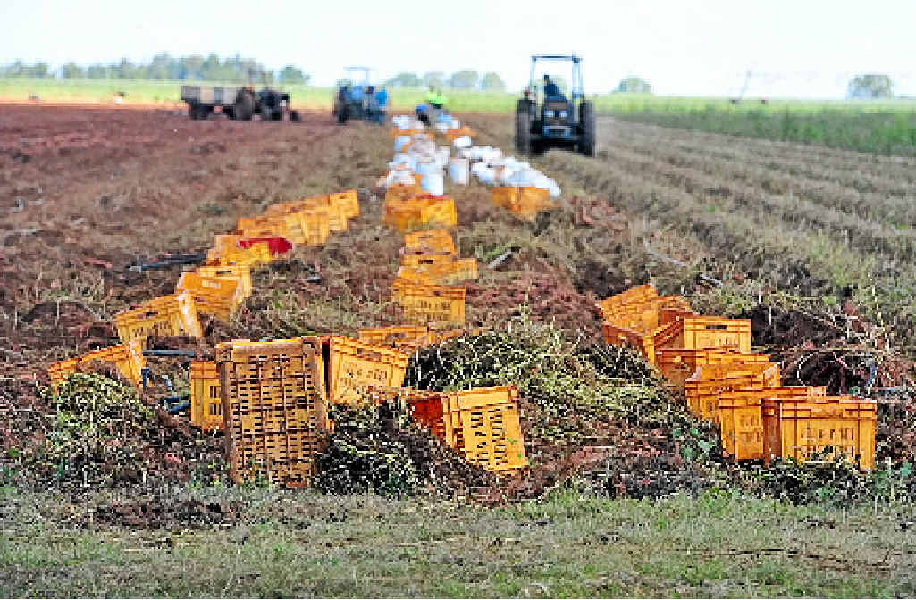 FARM WORK: Backpackers work on a farm on the Mt Perry Gin Gin Road near Bundaberg. Photo: Max Fleet / NewsMail FARM WORK: Backpackers work on a farm on the Mt Perry Gin Gin Road near Bundaberg. Photo: Max Fleet / NewsMail