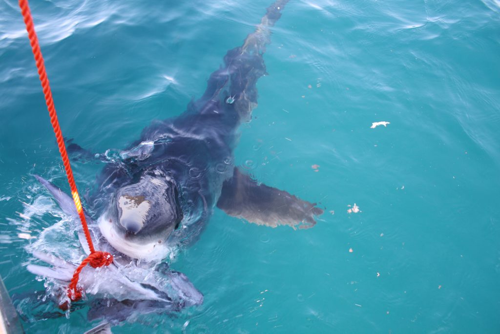 File photo from Robbie Graham: The 12-foot Great White takes a bite of the tuna head Mr Graham was using to attract bait fish. File photo from Robbie Graham: The 12-foot Great White takes a bite of the tuna head Mr Graham was using to attract bait fish.