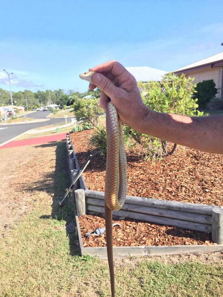 EASTERN BROWN: Ellice Lowery found an Eastern Brown Snake across the road from her Calliope home. EASTERN BROWN: Ellice Lowery found an Eastern Brown Snake across the road from her Calliope home.