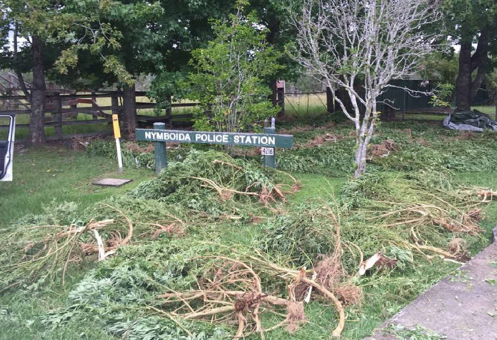BUSTED: Cannabis plants laid out at Nymboida Police BUSTED: Cannabis plants laid out at Nymboida Police