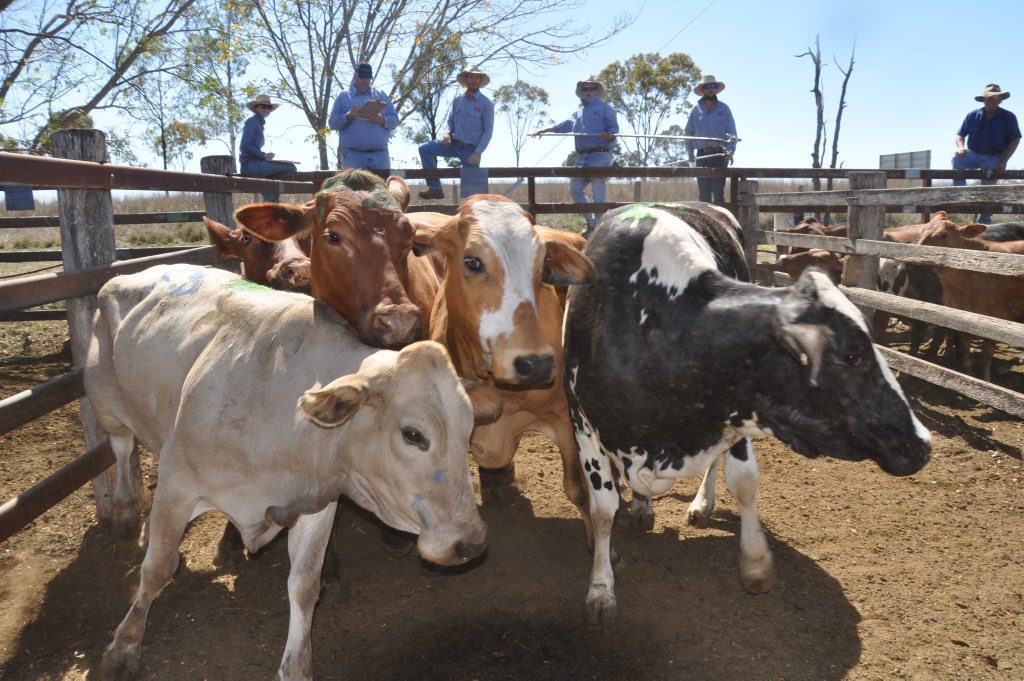 Feeder Trade Cattle Go Up Tweed Daily News