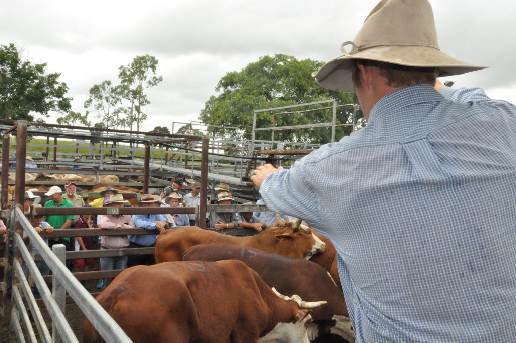 Monto Cattle and Country's first sale for the year was a cracker. Photo: Emily Smith / Central and North Burnett Times Monto Cattle and Country's first sale for the year was a cracker. Photo: Emily Smith / Central and North Burnett Times