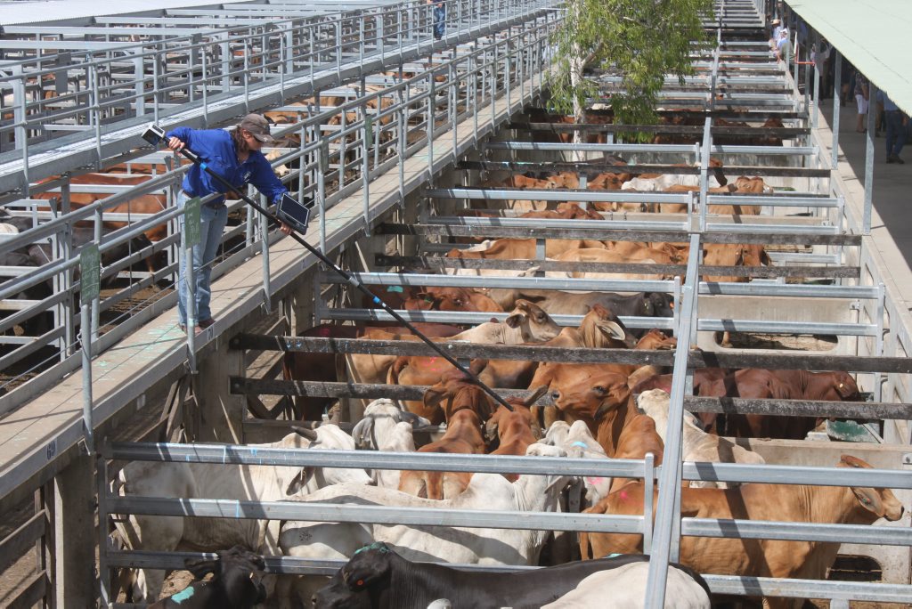 Feeder Prices Drop At Meatworks And Store Sale Chinchilla News