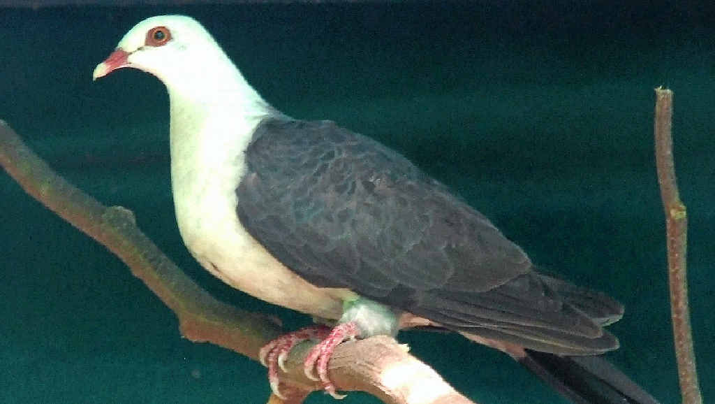 LUCKY ESCAPE: This white-headed pigeon had no broken bones or fractures after flying into a window. LUCKY ESCAPE: This white-headed pigeon had no broken bones or fractures after flying into a window.