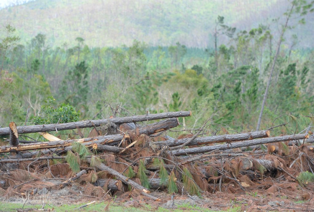 The full cost of Cyclone Marcia could be hundreds of millions of dollars more than currently estimated when the damage to the Byfield pine plantations is assessed. Photo: Chris Ison / The Morning Bulletin The full cost of Cyclone Marcia could be hundreds of millions of dollars more than currently estimated when the damage to the Byfield pine plantations is assessed. Photo: Chris Ison / The Morning Bulletin