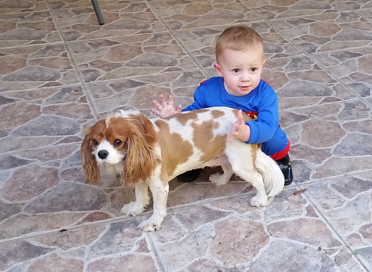 Eleisha Heyden is asking the community to be on the lookout for her family's much-loved dog Millie. Eleisha Heyden is asking the community to be on the lookout for her family's much-loved dog Millie.