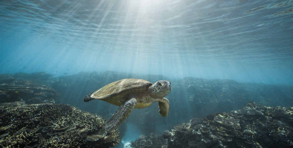 ANOTHER WORLD: Noosa photographer Justin Bruhn’s snap of a turtle and (below) Justin in action. ANOTHER WORLD: Noosa photographer Justin Bruhn’s snap of a turtle and (below) Justin in action.