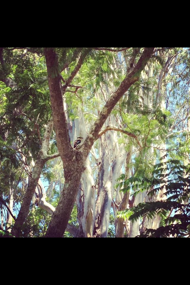 Kookaburra in my yard, Lismore. Kookaburra in my yard, Lismore.