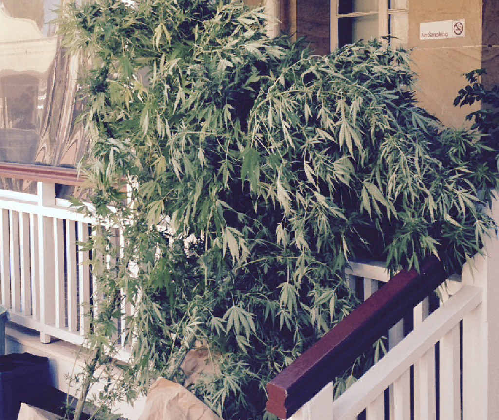 Drugs were seized by police at a property at Pratten yesterday morning. Drugs were seized by police at a property at Pratten yesterday morning.