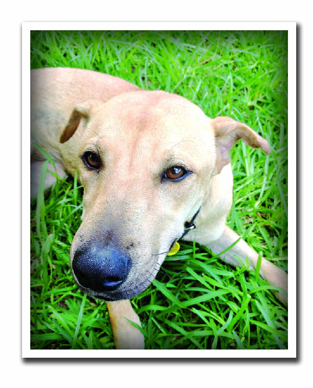 Connie was put down on Sunday after contracting parvovirus. Connie was put down on Sunday after contracting parvovirus.
