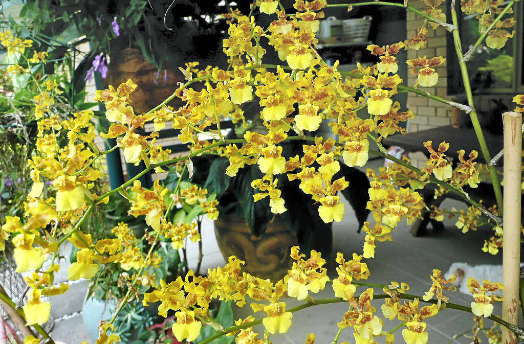 DISPLAY OF BLOOMS: Don’t miss the stunning Orchid Show in Caloundra, featuring plants from nine orchid societies from Gympie to Bribie Island. BELOW RIGHT: The stunning wheel of fire, or stenocarpus sinuatus, in full flower. DISPLAY OF BLOOMS: Don’t miss the stunning Orchid Show in Caloundra, featuring plants from nine orchid societies from Gympie to Bribie Island. BELOW RIGHT: The stunning wheel of fire, or stenocarpus sinuatus, in full flower.