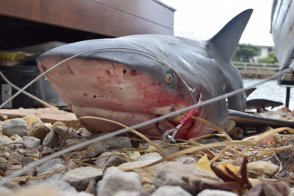 A bullshark caught by Mark Bowyer in a Twin Waters canal behind Seahorse Drive. Photo: Janine Hill A bullshark caught by Mark Bowyer in a Twin Waters canal behind Seahorse Drive. Photo: Janine Hill