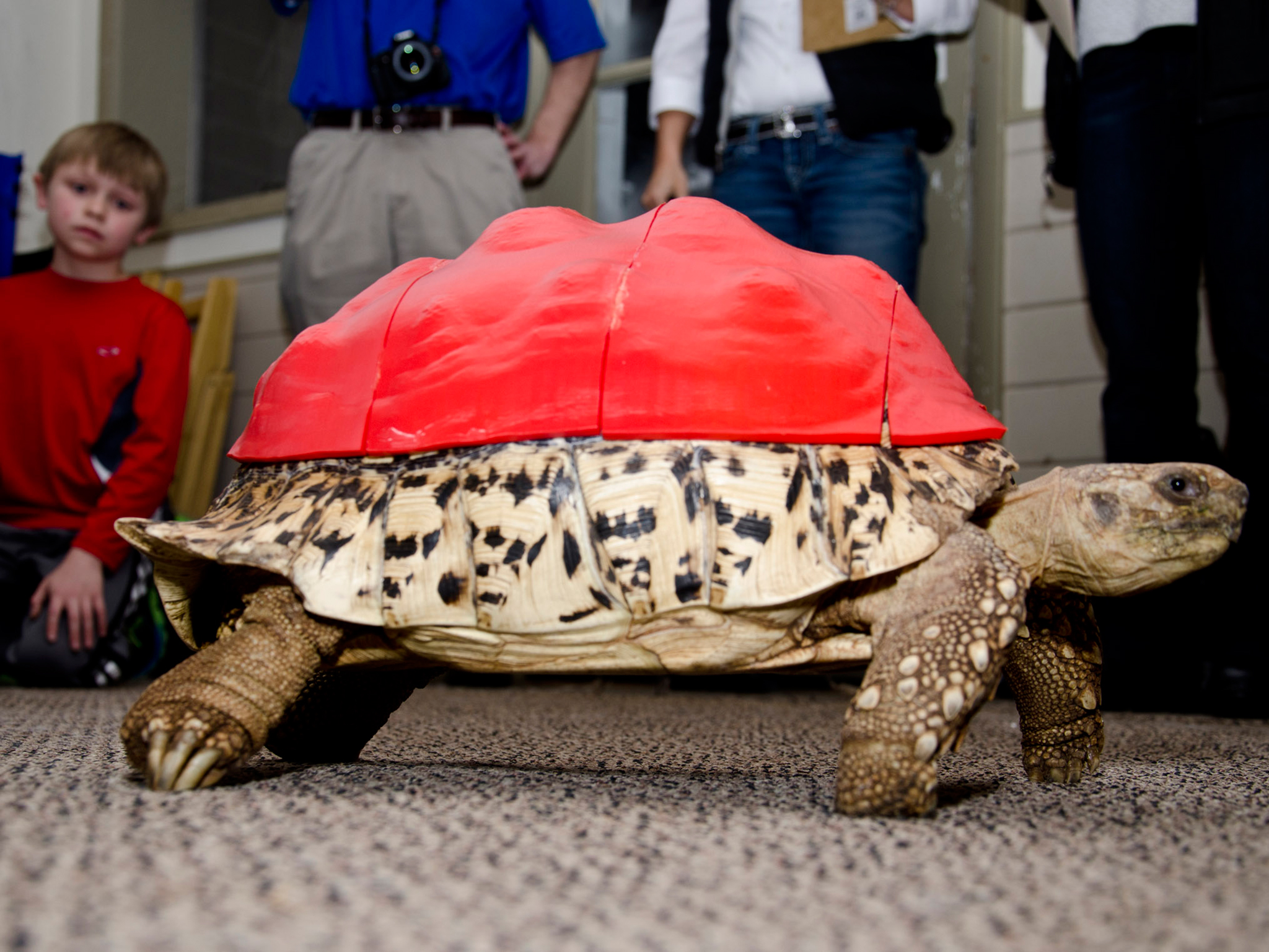 Tortoise had been suffering from a common problem known as 'pyramiding' Tortoise had been suffering from a common problem known as 'pyramiding'