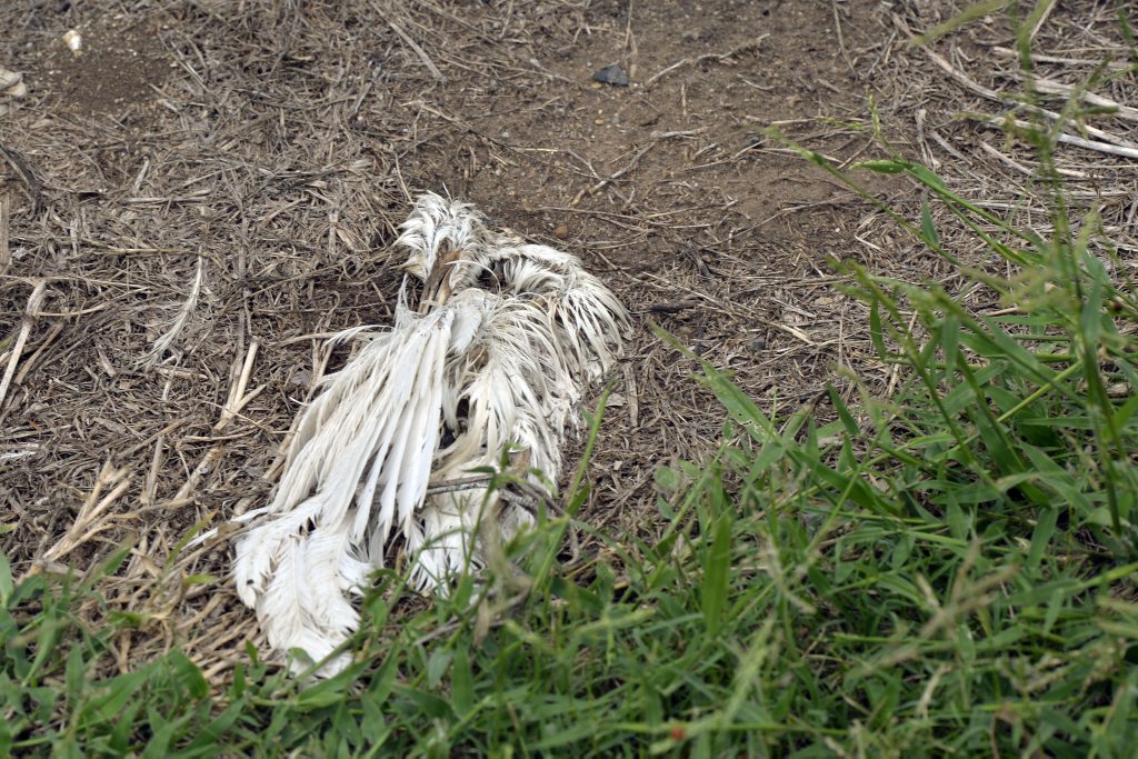 UNDER THREAT: Minden residents have grown concerned by the number of dead and injured egrets they have found across Jesse Wickman Park. UNDER THREAT: Minden residents have grown concerned by the number of dead and injured egrets they have found across Jesse Wickman Park.