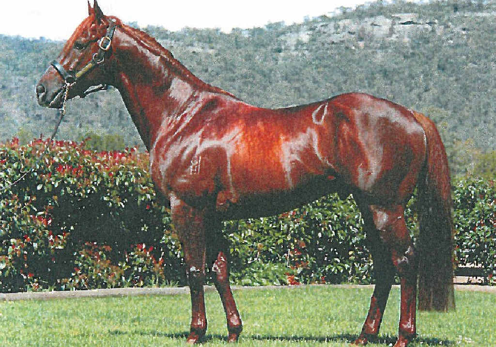 HORSE FLESH: Oaklands Stud will offer four of the progeny of first season sire Sidereus at the Capricornia Yearling Sales on Sunday, April 12. His yearlings have captured buyers attention at both Magic Millions Sales earlier this year on the Gold Coast. HORSE FLESH: Oaklands Stud will offer four of the progeny of first season sire Sidereus at the Capricornia Yearling Sales on Sunday, April 12. His yearlings have captured buyers attention at both Magic Millions Sales earlier this year on the Gold Coast.