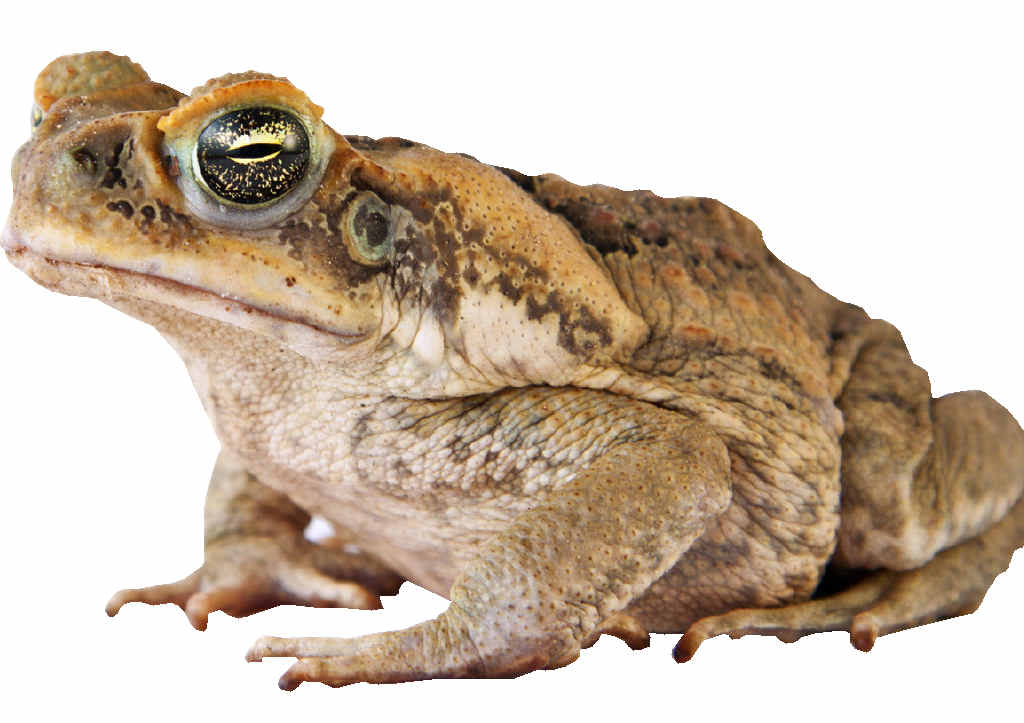 PEST OR HERO? Could cane toads help fight cancer. PEST OR HERO? Could cane toads help fight cancer.