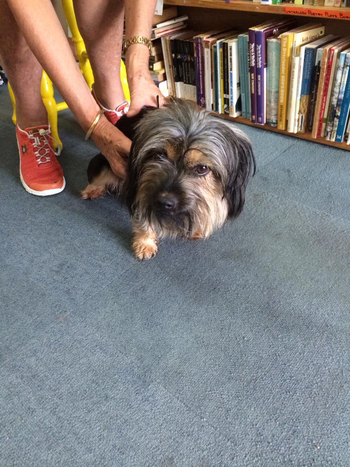 The dog, who has been nicknamed Bundy. The dog, who has been nicknamed Bundy.