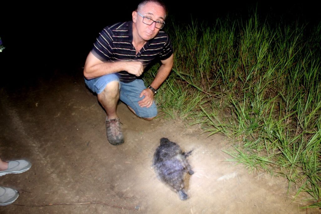 CONCERNS: Collingwood Park resident Jim Dodrill finds a dead platypus close to development at Six Mile Creek. CONCERNS: Collingwood Park resident Jim Dodrill finds a dead platypus close to development at Six Mile Creek.