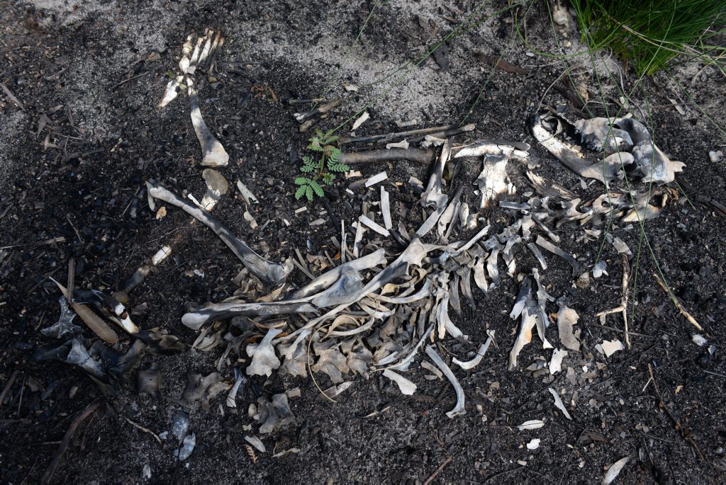 GRAVEYARD: The remains of a dead greyhound in the Vera Scarth-Johnson Wildflower Reserve near Coonarr Beach. Photo: Mike Knott / NewsMail GRAVEYARD: The remains of a dead greyhound in the Vera Scarth-Johnson Wildflower Reserve near Coonarr Beach. Photo: Mike Knott / NewsMail