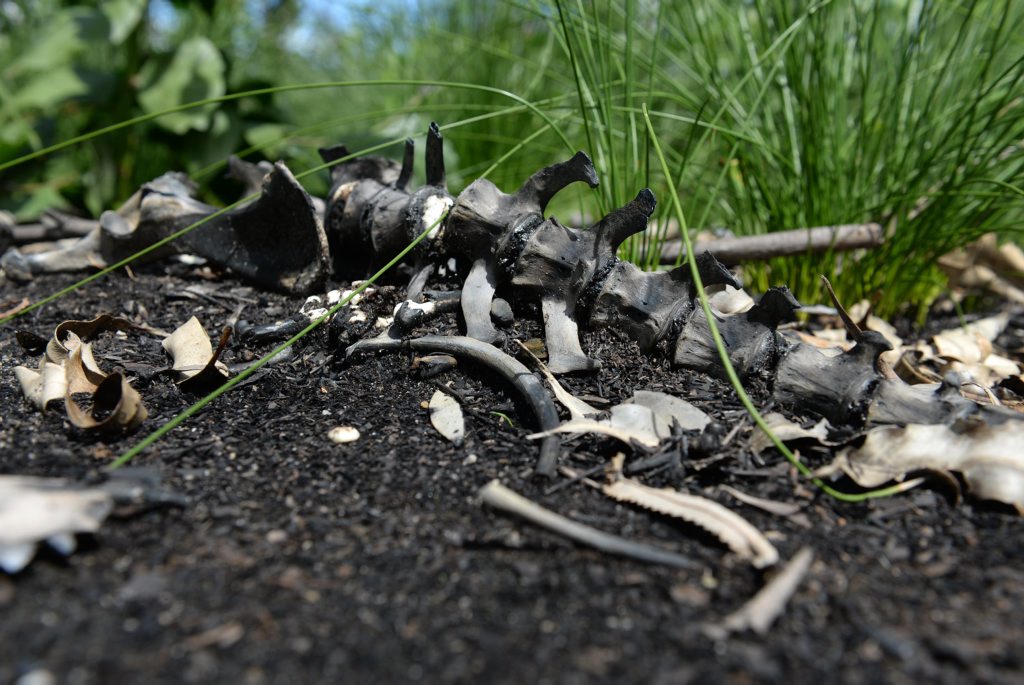 GRAVEYARD: The remains of a dead greyhound in the Vera Scarth-Johnson Wildflower Reserve near Coonarr Beach. Photo: Mike Knott / NewsMail GRAVEYARD: The remains of a dead greyhound in the Vera Scarth-Johnson Wildflower Reserve near Coonarr Beach. Photo: Mike Knott / NewsMail