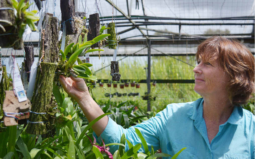 Sally Muir tending to some of her 50,000 orchids in the shade house. Sally Muir tending to some of her 50,000 orchids in the shade house.