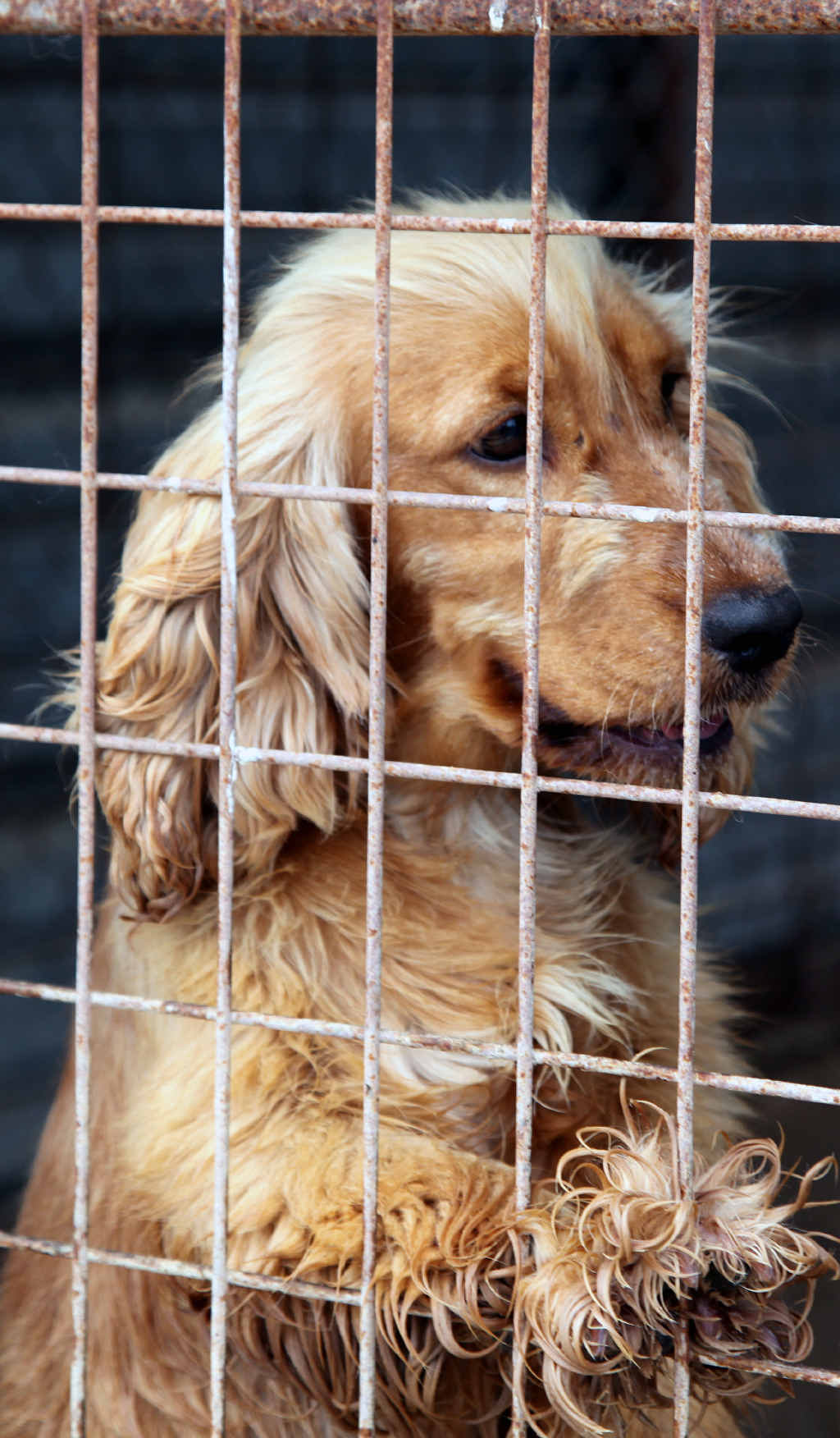 Puppy mills are just as appalling as treatment of dogs in the greyhound racing industry, writes Annelies Craig. Puppy mills are just as appalling as treatment of dogs in the greyhound racing industry, writes Annelies Craig.