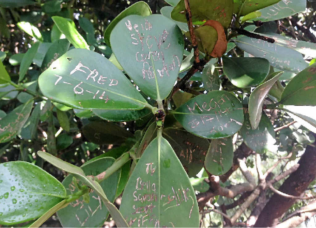 AUTOGRAPH TREE: Messages and names have been scratched into leaves of a tree at the Bundaberg Botanic Gardens. AUTOGRAPH TREE: Messages and names have been scratched into leaves of a tree at the Bundaberg Botanic Gardens.